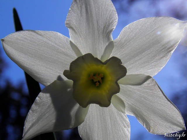 Backlit White Daffodil 2