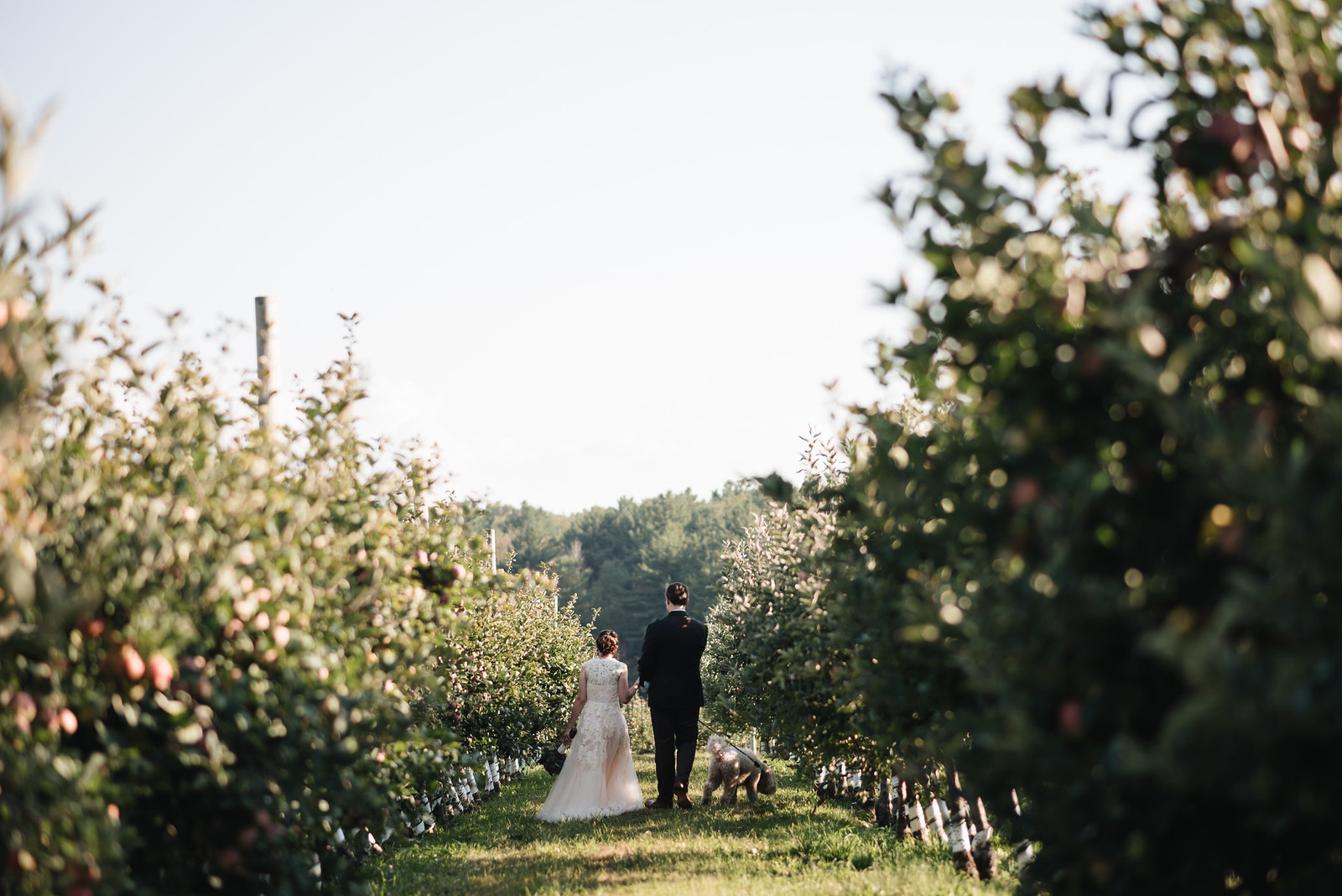 New England Apple Orchard Wedding Portraits on juliettelauraphotography.blogspot.com