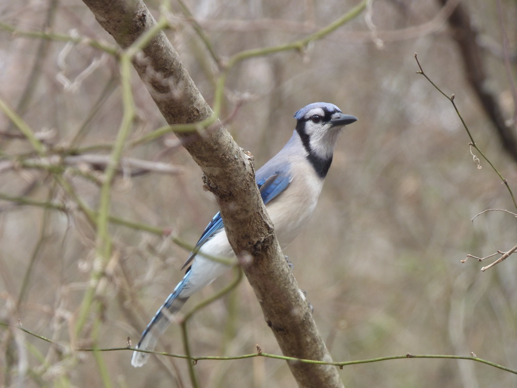 Blue Jay, March 10, 2018, Trail at the Woods