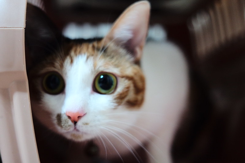 Leica M TYP240+Elmar50mm f2 8+KF MM 10うちの小豆さん 匂いを嗅ぎに来る猫
