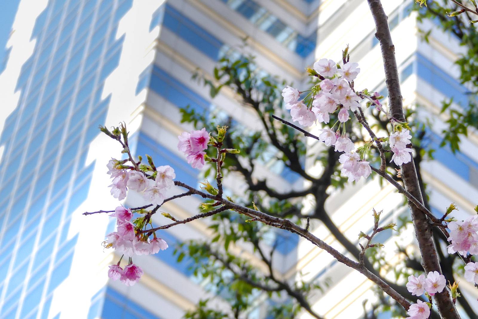 Early-bloom cherry blossoms @ kabuki-cho