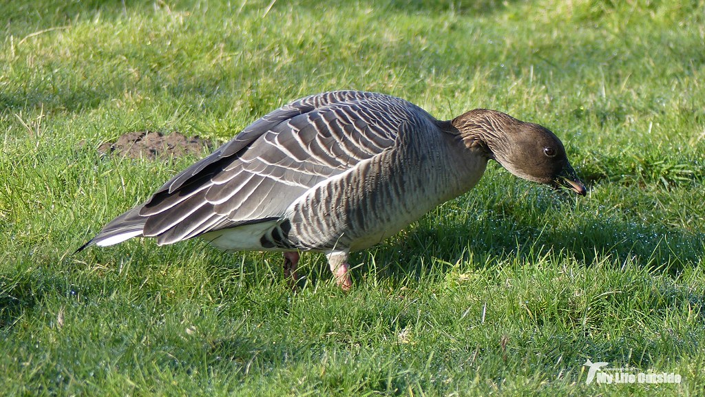 P1130749 - Pink-footed Goose, Holkham