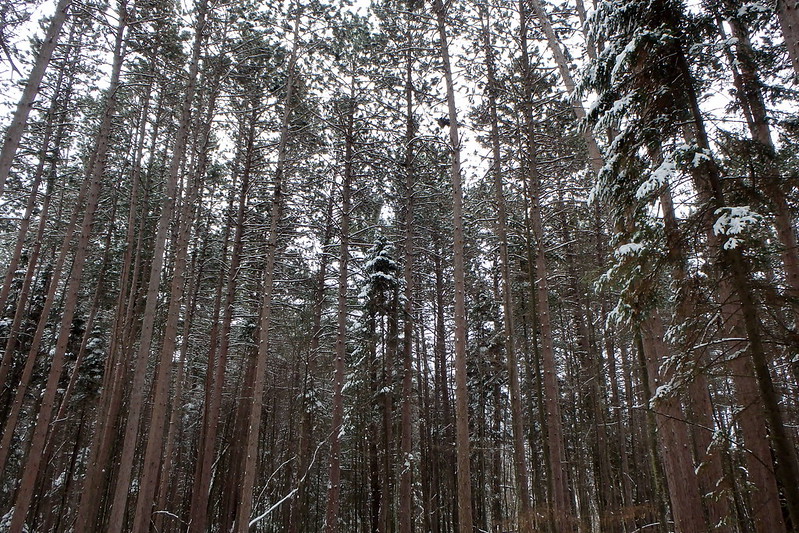 Facing up in the middle of dozens of tall, thin pine trees.