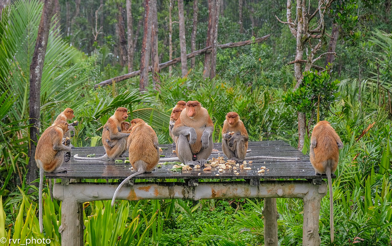 Proboscis Monkey Sanctuary, Borneo, Malasia