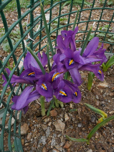 Iris reticulata - Page 2 25903949727_ff5971d7c7