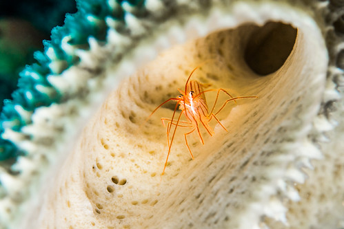 Shrimp in a Coral