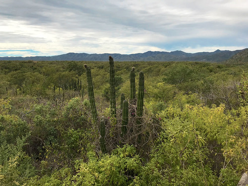 clouds blue sky cacti sierra de la laguna mountains baja california sur mexico paz