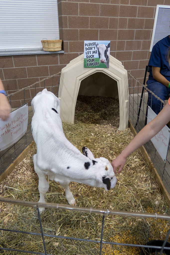 Calf to pet at Iowa State Fair