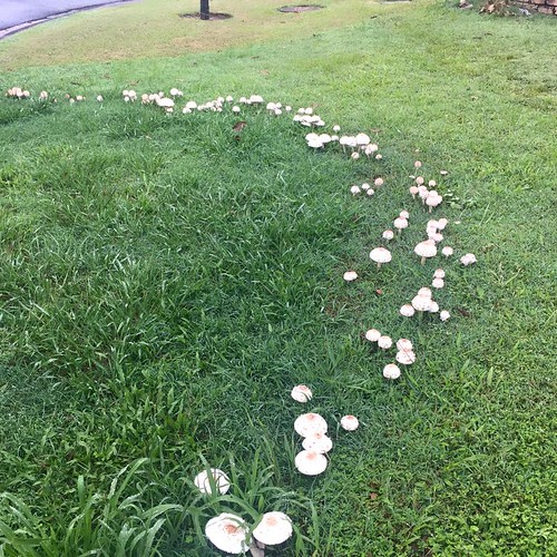 fairy ring of mushrooms