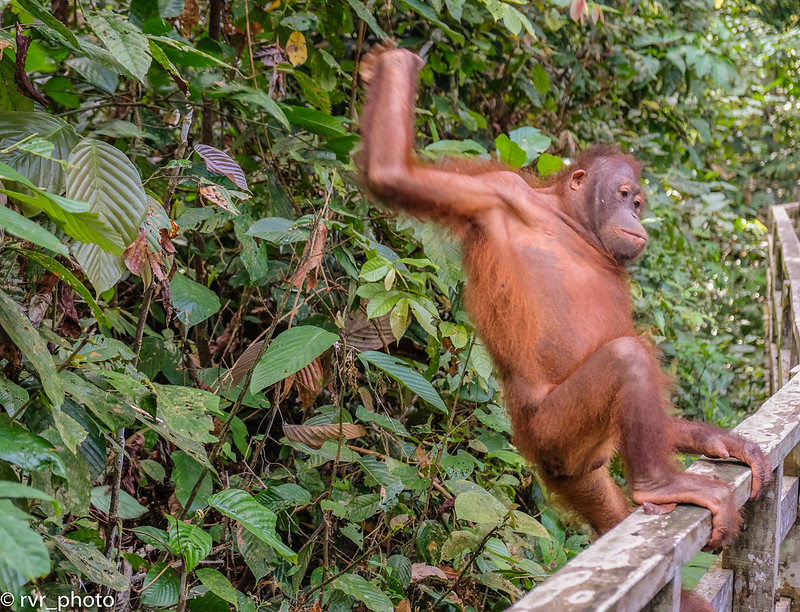 Sepilok Orangutan Rehabilitation Centre, Borneo, Malasia