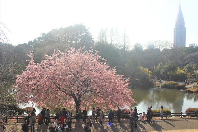 2018年3月13日の新宿御苑の桜開花状況（画像）
