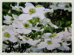 Beautiful white flowers of Cornus florida (Flowering Dogwood, White Dogwood Tree), March 14 2018