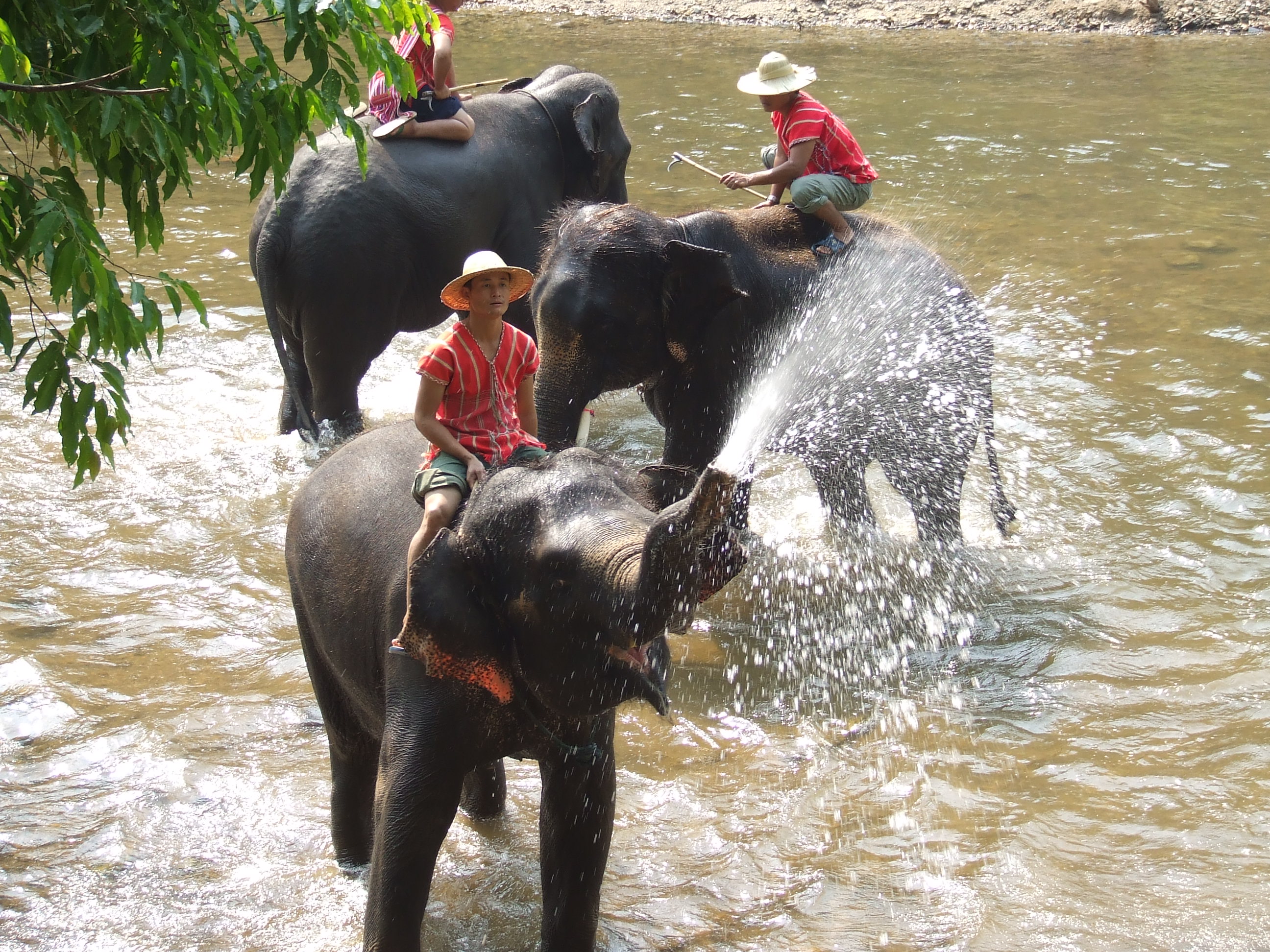 Elephants at camp near Chiang Mai, Thailand. Photo taken on February 23, 2008.
