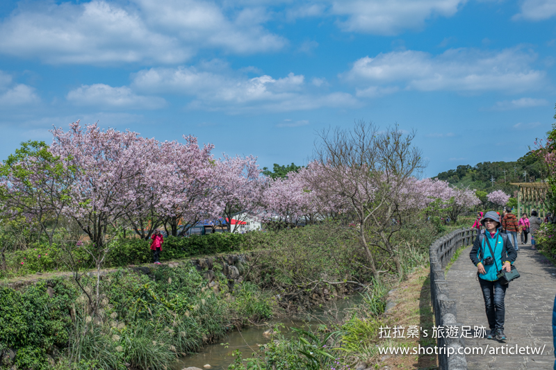 新北三芝三生步道，朵朵櫻花沿著河岸步道盛開綻放，陽光下，嬌豔的粉色更好拍，悠閒漫步賞櫻趣