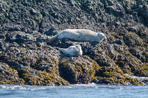 Harbor Seals-004