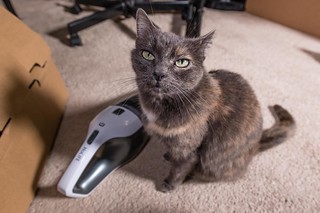 Handheld cordless vacuum from HoLIfe with cat on carpet