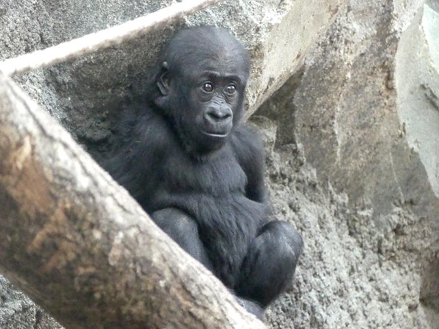 Gorilla Wela, Zoo Frankfurt