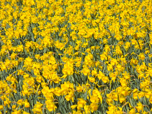 Skagit Daffodils-6