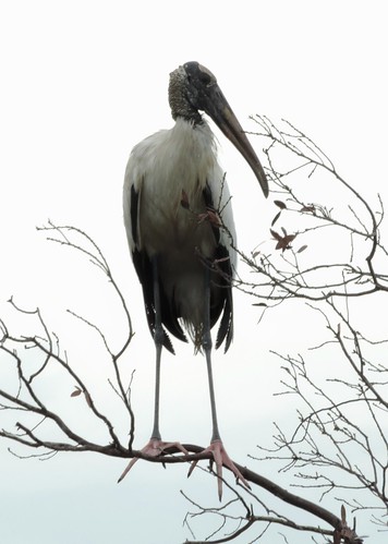 #45 Wood Stork