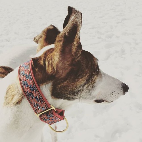 WAZZAT!!! #Cane #DogsOfInstagram #greyhound #KnoxFarm #EastAurora #wny #winter