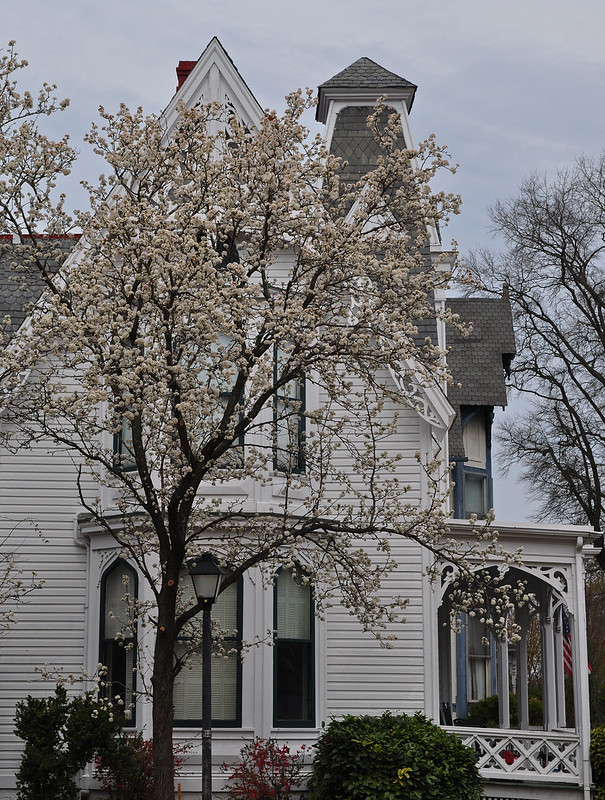 Bradford Pear on Middle St.