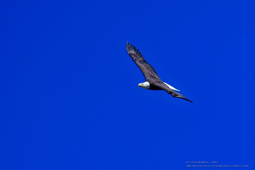 eagle eagles juvenileeagle wattsbardam coolingtowers barge thebargebearcat dam wattsbarlake water eaglewithfish