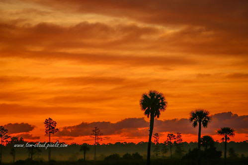 sun sunrise weather clouds trees palm pine silhouette sky nature mothernature landscape pineglades naturalarea pinegladesnaturalarea jupiter florida usa outdoors outside