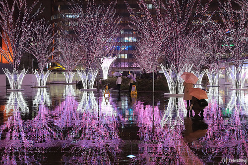 Hakata Sakura Illumination
