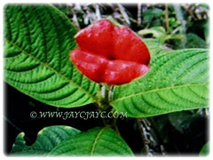 Leaves of Psychotria elata (Hooker's Lips, Hot Lips Plants, Hot Lips, Mick Jagger's Lips) are deeply veined of matte green, March 12 2018