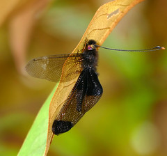 Owlfly (Cordulecerus maclachlani ?) female