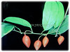 Passiflora singaporeana (Large-leafed Adenia, Singapore Adenia)