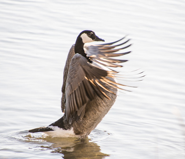 Canada Goose showing off