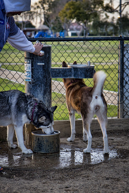 Bailey and Nala at the dog park