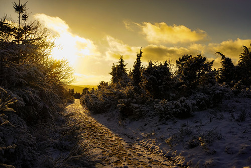 sonnenuntergang beautiful trees winter sunset schnee deutschland eifel germany