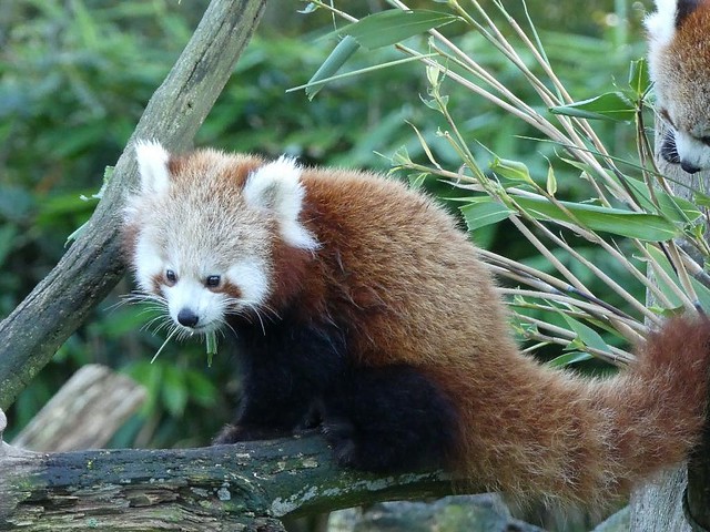 Roter Panda, Dierenrijk Mierlo