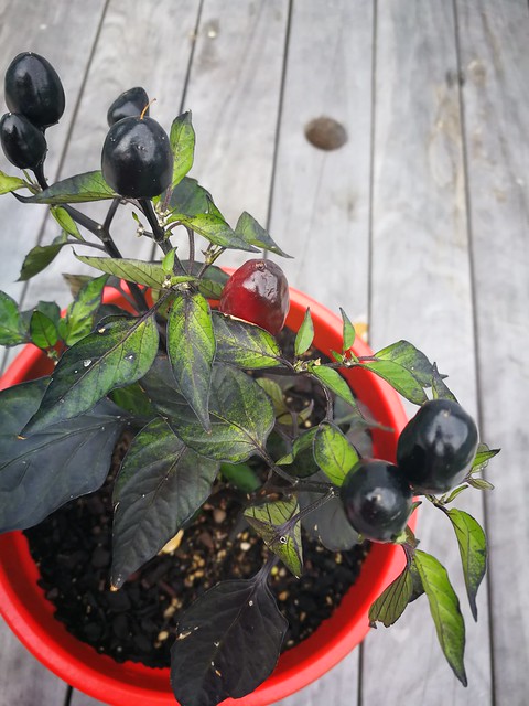 black olive chilli