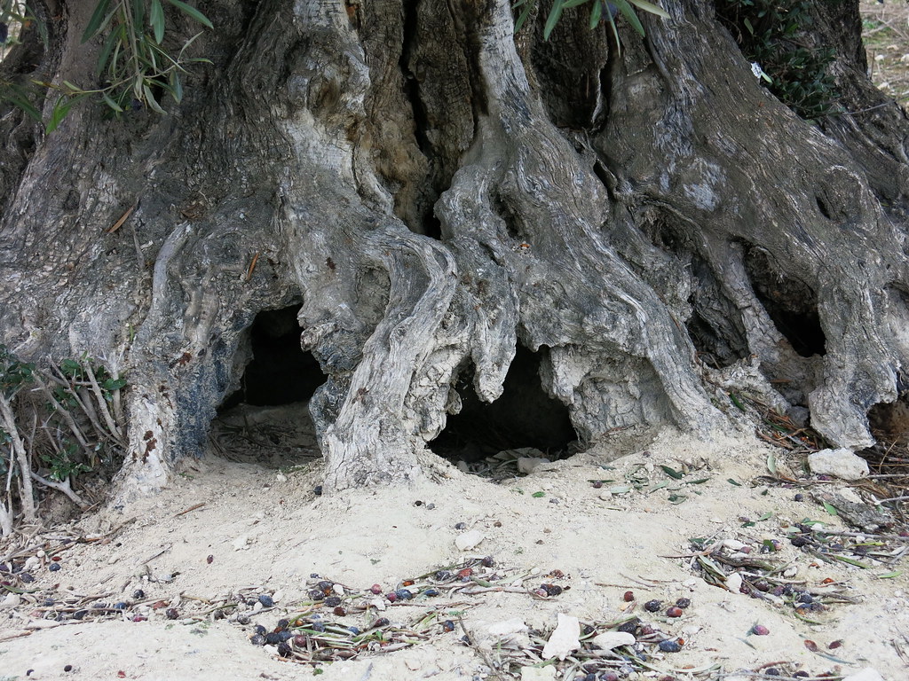 tronco de olivo centenario guarida de conejos