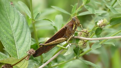 Acridid Grasshopper (Schistocerca pallens)