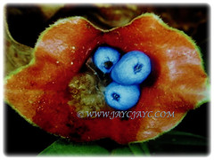 Berries of Psychotria elata (Hooker's Lips, Hot Lips Plants, Hot Lips, Mick Jagger's Lips are small and are dark blue in colour, March 13 2018