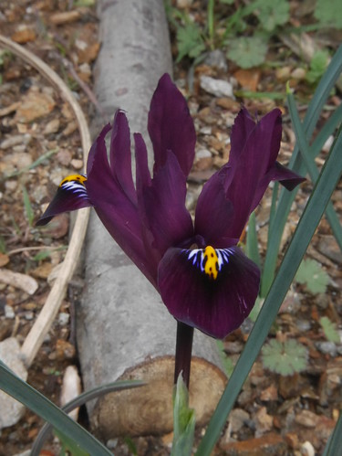 Iris reticulata - Page 2 39879389245_17cfa4c45e