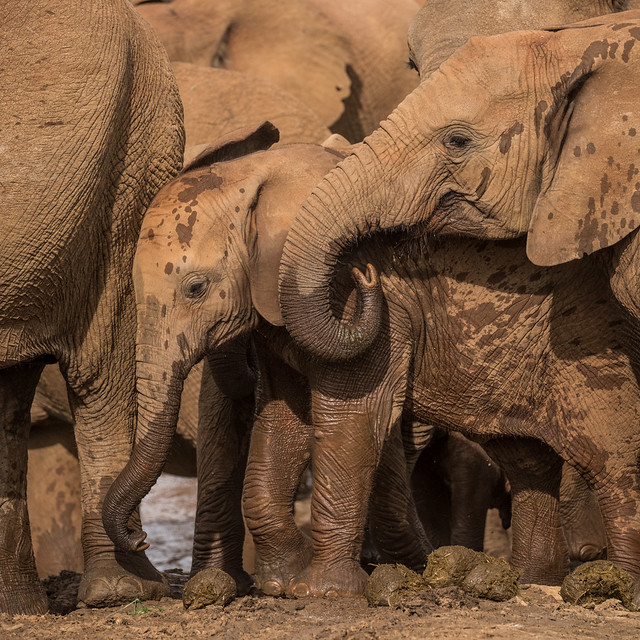 Muddy, wet elephant - Madikwe