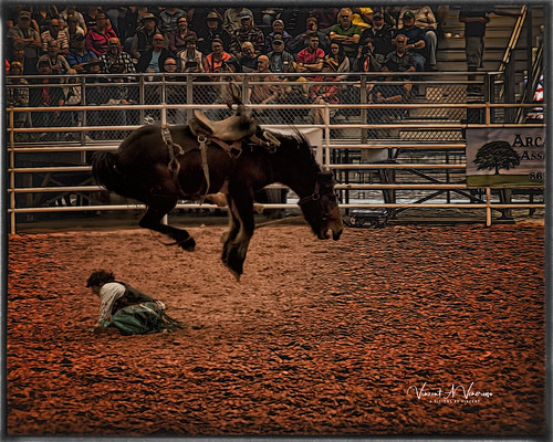 rodeo horse greatphotographers arcadia american