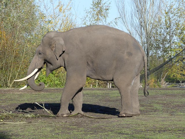 Asiatischer Elefant, Dierenrijk Mierlo