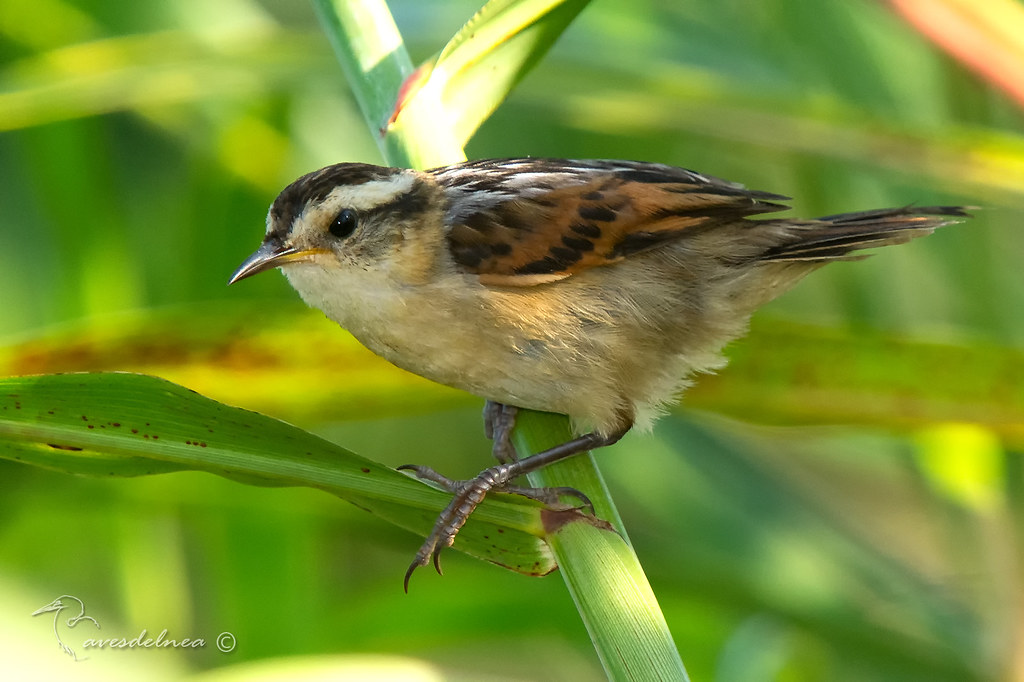 Junquero (Wren-like Rushbird) Phleocryptes melanops