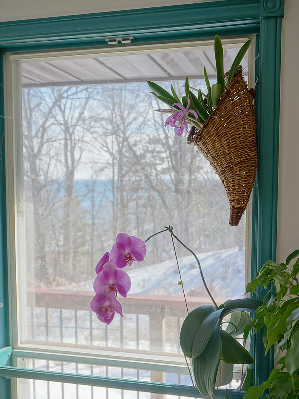 winter house flowers2018-03