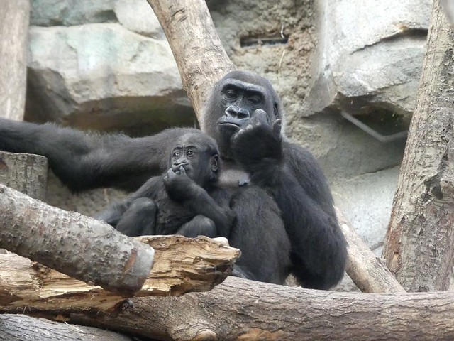 Gorilla Shira + Wela, Zoo Frankfurt