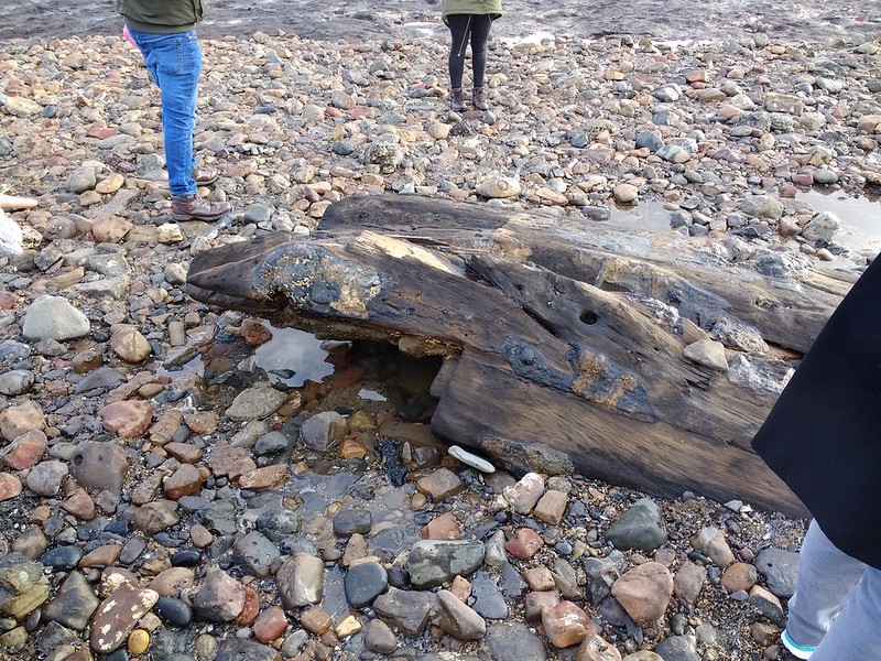 Redcar Petrified Forest Shipwreck