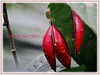 Passiflora singaporeana (Large-leafed Adenia, Singapore Adenia)