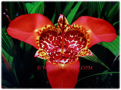 Orangy-red flower of Tigridia pavonia