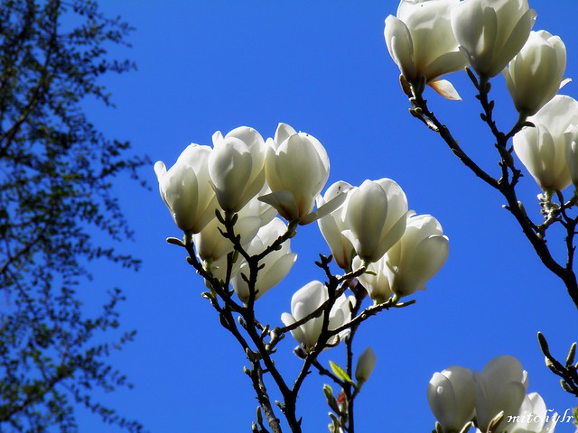 White Magnolia 1